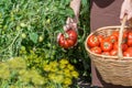 Woman is carying tomatoes in a basket across vegetable garden Royalty Free Stock Photo