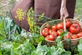 Woman is carying tomatoes in a basket across vegetable garden