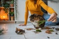 Woman cat lover playing with lazy cat using plants, stones, leaves on kitchen floor at home.