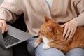 Woman with cat working in armchair, closeup. Home office Royalty Free Stock Photo