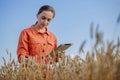 Woman caucasian technologist agronomist with tablet computer in the field of wheat checking quality and growth of crops for