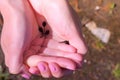 Black small frog tadpoles swimming in woman hands in water on nature. Royalty Free Stock Photo