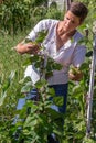 Woman - ceuillette in a vegetable garden