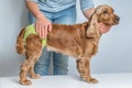 Woman changing diaper of her dog - estrus cycle concept