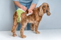 Woman changing diaper of her dog - estrus cycle concept