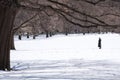 Woman checking her cellphone in the Central Park covered with snow after winter storm Stella.