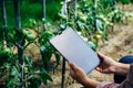 Woman checking tomato plants using digital tablet. Innovative agricultural technologies concept Royalty Free Stock Photo