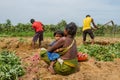 A woman with a child in the field. Indian family harvesting sweet potatoes. India, Karnataka, Gokarna, Spring 2017