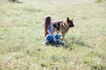 A woman with a child with German Shepherd training Royalty Free Stock Photo