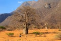 Woman and child walking through a baobab valley