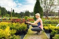 Woman chooses barberry bush at plant nursery store