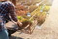 Woman choosing coniferous tree at outdoor plant nursery Royalty Free Stock Photo