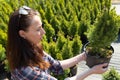 Woman choosing coniferous tree at outdoor plant nursery Royalty Free Stock Photo