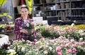 Woman choosing flowers clavell at flower market sale