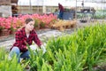 Woman choosing nephrolepis in pot in greenhouse Royalty Free Stock Photo