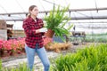 Woman choosing nephrolepis in pot in greenhouse Royalty Free Stock Photo