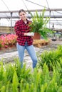 Woman choosing nephrolepis in pot in greenhouse Royalty Free Stock Photo