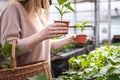 Woman choosing which cucumber plant to buy in garden center Royalty Free Stock Photo