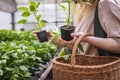 Woman choosing which peppers plant to buy in garden center