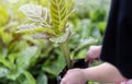 Woman choosing which Zibra plant to buy in garden center. Customer shopping vegetable seedling Royalty Free Stock Photo