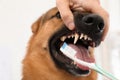 Woman cleaning dog`s teeth with toothbrush indoors Royalty Free Stock Photo
