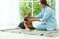 Woman cleaning dog`s teeth with toothbrush indoors Royalty Free Stock Photo