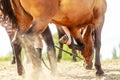 Woman cleaning horsehoe hoof with paddle Royalty Free Stock Photo