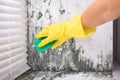 Woman Cleaning Mold From Wall Royalty Free Stock Photo