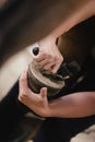 Woman cleaning and picking a horse hoof Royalty Free Stock Photo