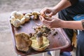 Woman cleans freshly picked forest mushrooms called Suillus