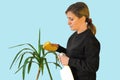 Woman cleans the green leaves of yucca flower with sponge and water spray. Housework routine or hobby care of indoor plant. Royalty Free Stock Photo