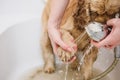 Woman cleans a paw to a dog