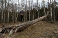 Woman climbing on a fallen tree in a forest at the beach near the Baltic Sea Royalty Free Stock Photo