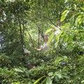 Woman climbing the tree to harvest cherries