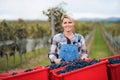 Woman collecting grapes in vineyard in autumn, harvest concept.