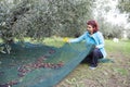 Woman collecting olives on olive harvesting net Royalty Free Stock Photo