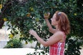 Woman collecting oranges in the garden.