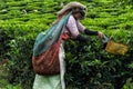 Woman collecting tea leaves on a plantation in India