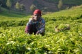 Tea Leaf Collection in Rwanda's Well-Known Tea Growing Region, Africa