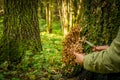 The woman collects, cuts off a knife mushrooms on tree in the autumn wood. Russian edible fungi honey agarics