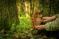 The woman collects, cuts off a knife mushrooms on tree in the autumn wood. Russian edible fungi honey agarics