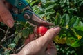 The woman collects the harvest of wild rose or rose hip berries. Cuts the fruit of a dog rose bush using garden shears. Detail of Royalty Free Stock Photo