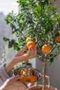 woman collects oranges from a small tree in a wicker basket. citrus fruits grow on branches Royalty Free Stock Photo