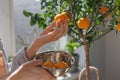 woman collects oranges from a small tree in a wicker basket. citrus fruits grow on branches Royalty Free Stock Photo