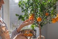 woman collects oranges from a small tree in a wicker basket. citrus fruits grow on branches Royalty Free Stock Photo