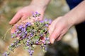 Woman collects plant thymus, gathering medicinal herbs