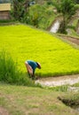 A woman collects rice on the plantation.photo in vertical position.from Bali