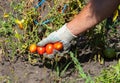 A woman collects ripe tomatoes from plants Royalty Free Stock Photo