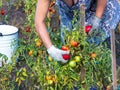 A woman collects ripe tomatoes from plants Royalty Free Stock Photo