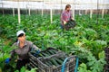 Woman collects ripe zucchini. Man stacks boxes of zucchini in greenhouse